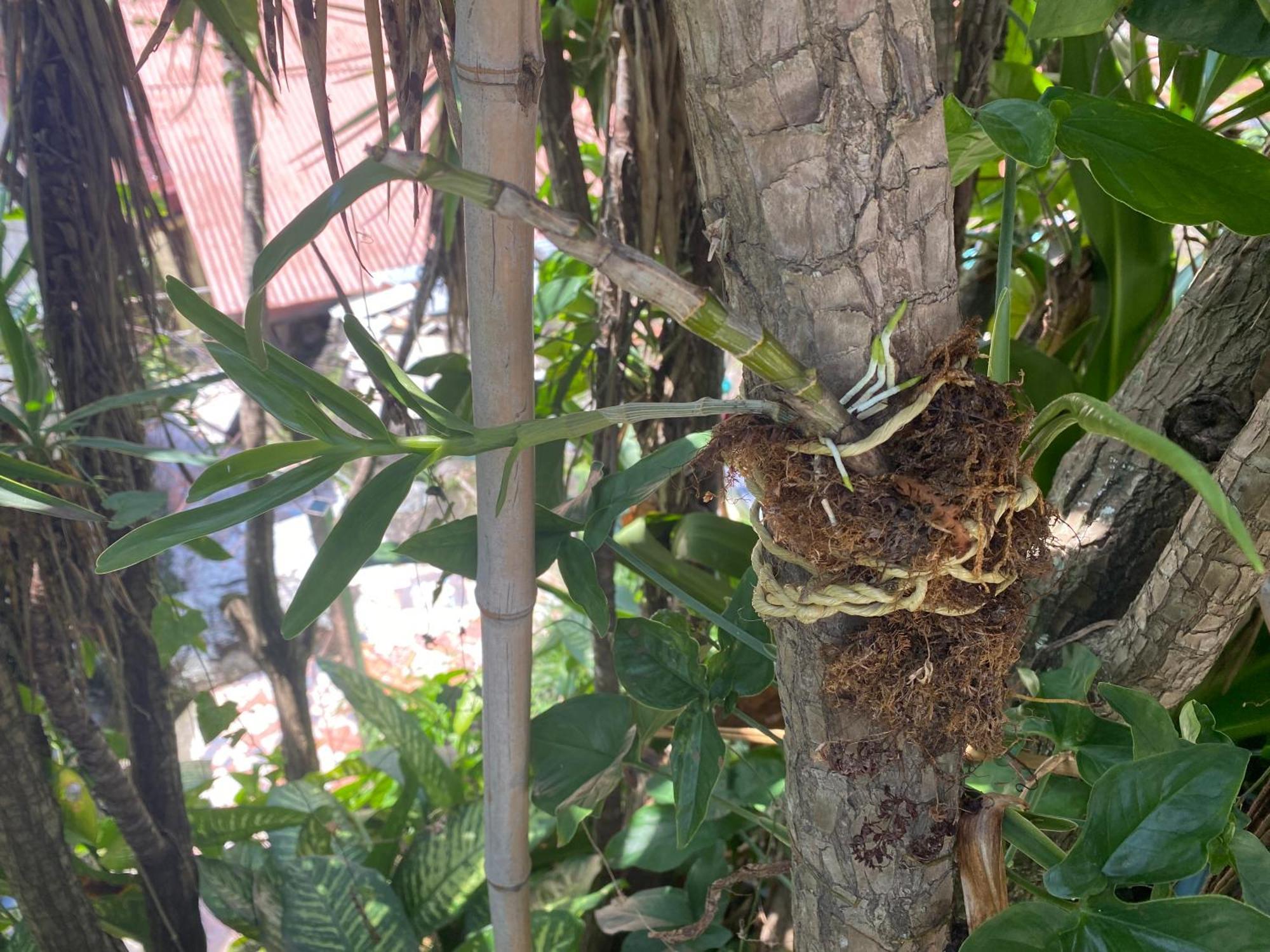 فندق Owl House Piedades المظهر الخارجي الصورة